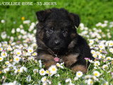 Chiots Berger Allemand LOF à vendre