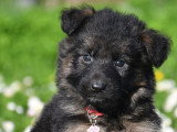 Chiots Berger Allemand LOF à vendre