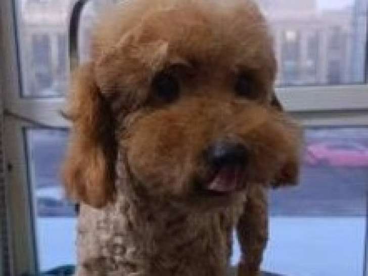 Willy, croisé Caniche à adopter en association