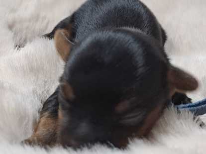 Chiots Yorkshire à vendre