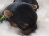 Chiots Yorkshire à vendre