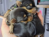 Chiots Yorkshire à vendre
