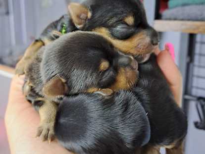 Chiots Yorkshire à vendre