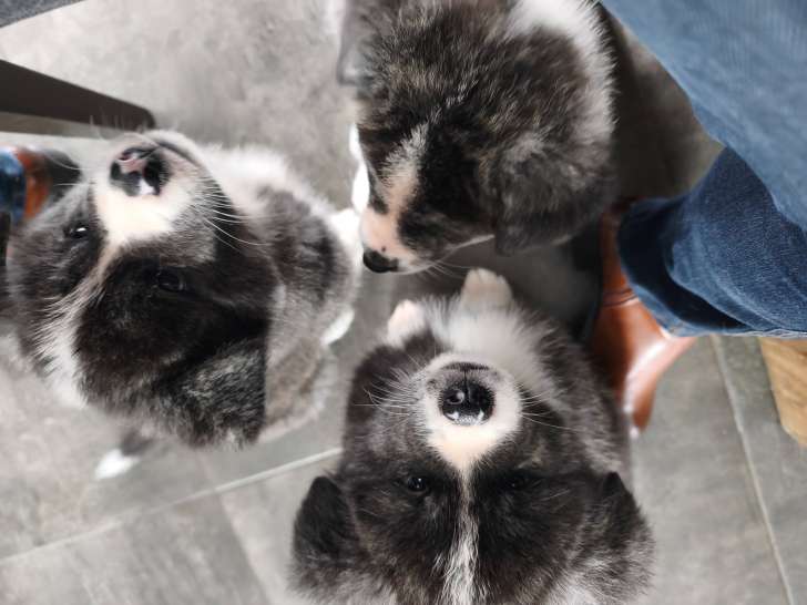 2 chiots femelles Akita Inu LOF à vendre