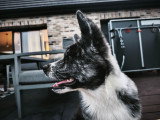Akita Inu Lof