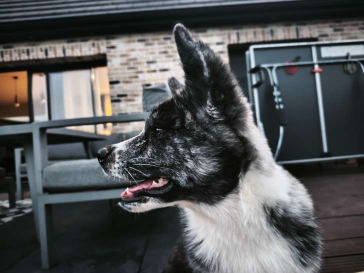 Akita Inu Lof