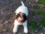 Chiot femelle Lagotto Romagnolo LOF à vendre