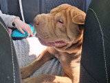 Chien adulte de type Shar-Peï Mâle à vendre