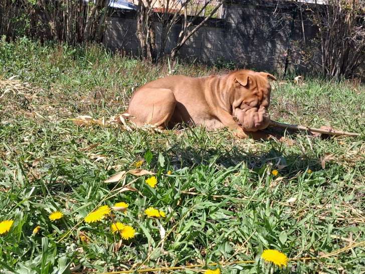 Chien adulte de type Shar-Peï Mâle à vendre