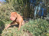 Chien adulte de type Shar-Peï Mâle à vendre