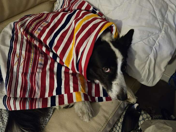 Chien adulte de type Border Collie Mâle à donner