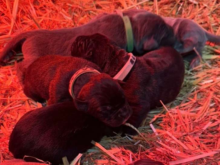 Voici une petite photo des petit chiot