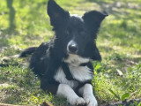 Ayko, chiot Border Collie à adopter en association