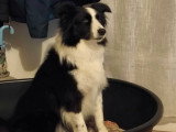 Odin, Border Collie à adopter en association