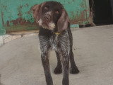 Marcela, adorable femelle Drahthaar de 3 ans à adopter en association