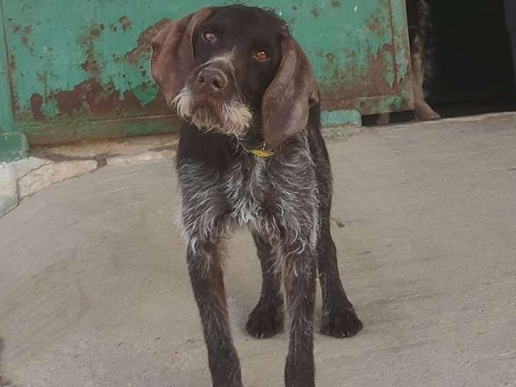 Marcela, adorable femelle Drahthaar de 3 ans à adopter en association