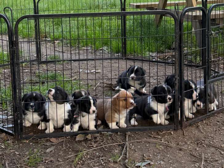 Chiots Welsh Corgi Cardigan à vendre (4 femelles & 6 mâles)