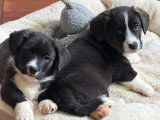 Chiots Welsh Corgi Cardigan à vendre (4 femelles & 6 mâles)