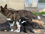 Chiots Welsh Corgi Cardigan à vendre (4 femelles & 6 mâles)