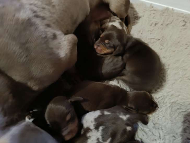 Chiots Teckel à vendre