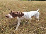 Propose mâle Braque Français Type Pyrénées de cotation 3 pour saillie
