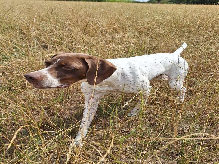 Propose mâle Braque Français Type Pyrénées de cotation 3 pour saillie