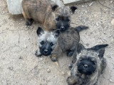Chiots Cairn Terrier à vendre