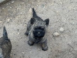 Chiots Cairn Terrier à vendre