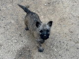 Chiots Cairn Terrier à vendre