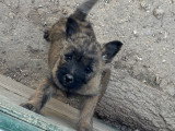 Chiots Cairn Terrier à vendre