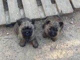 Chiots Cairn Terrier à vendre