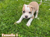 Chiots American Bully à vendre