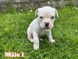 Chiots American Bully à vendre