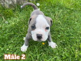 Chiots American Bully à vendre