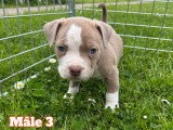 Chiots American Bully à vendre