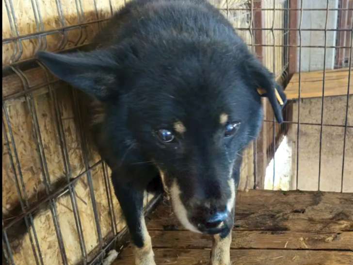 En attente d'un foyer : chienne noire et feu de 4 ans