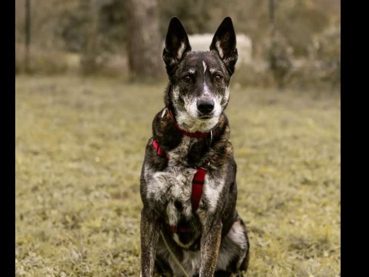 En attente d'adoption : chienne Berger Malinois au pelage gris de 9 ans