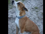Adoption disponible : chienne Staffordshire Américain Terrier marron et blanc d'un an