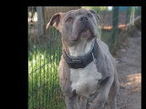 En attente d'adoption : chien American Bully au pelage gris et blanc de 6 ans