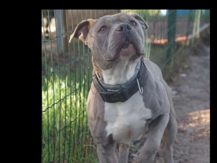 En attente d'adoption : chien American Bully au pelage gris et blanc de 6 ans