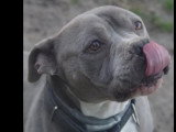 En attente d'adoption : chien American Bully au pelage gris et blanc de 6 ans