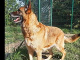 À la recherche d'une famille : chienne Berger Allemand au pelage fauve de 8 ans