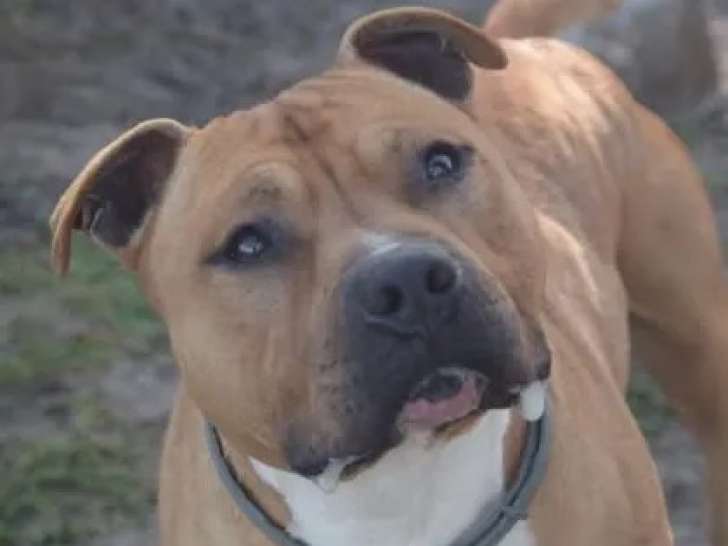 Prêt pour l'adoption : chien Staffordshire Américain Terrier au pelage fauve