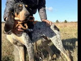 En attente d'adoption : chien Grand Bleu de Gascogne tricolore d'un an