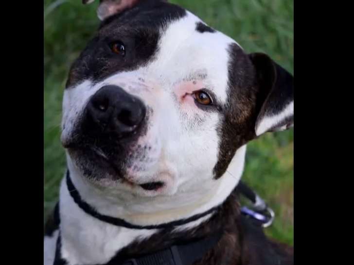 À adopter : chien Staffordshire Américain Terrier au pelage bringé de 7 ans