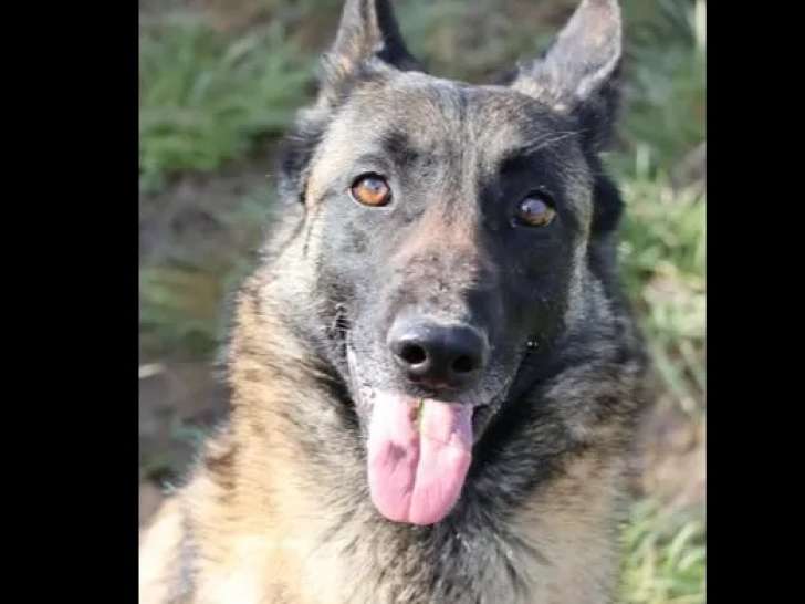 Chiot mâle Berger Malinois au pelage fauve charbonné à adopter