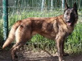 Chiot mâle Berger Malinois au pelage fauve charbonné à adopter