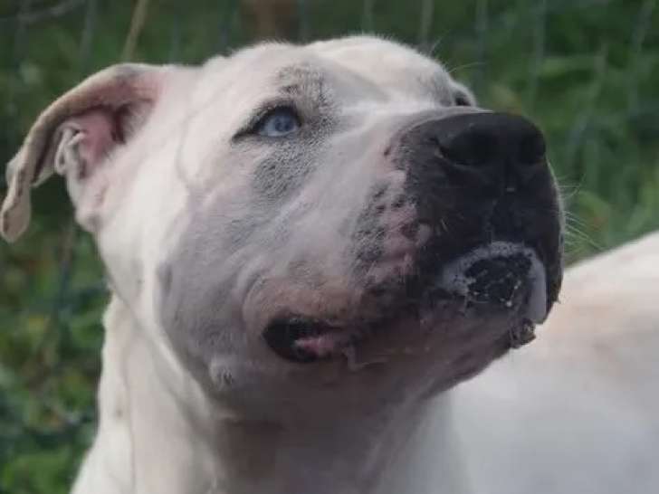 Chien Dogue Argentin de 8 ans au pelage blanc en quête d'un foyer