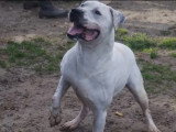 Chien Dogue Argentin de 8 ans au pelage blanc en quête d'un foyer