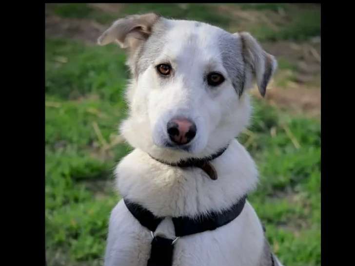 Chien Border Collie d'un an au pelage gris et blanc en attente d'adoption
